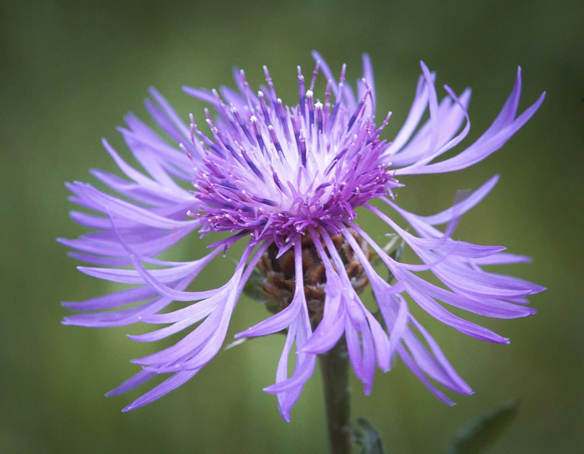 Centaurea jacea