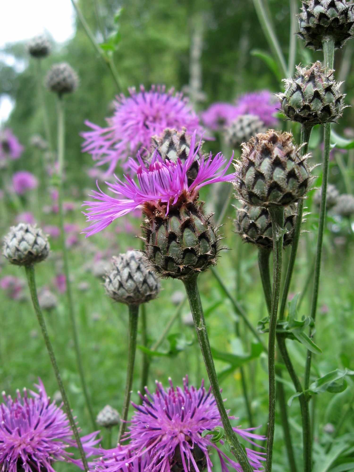 Centaurea scabiosa