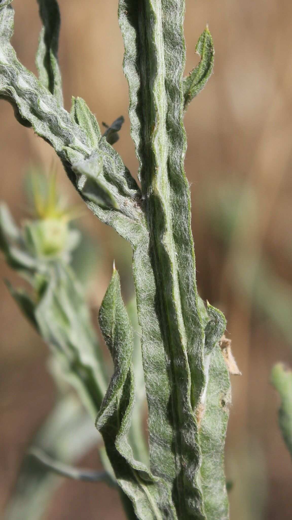 Centaurea solstitialis