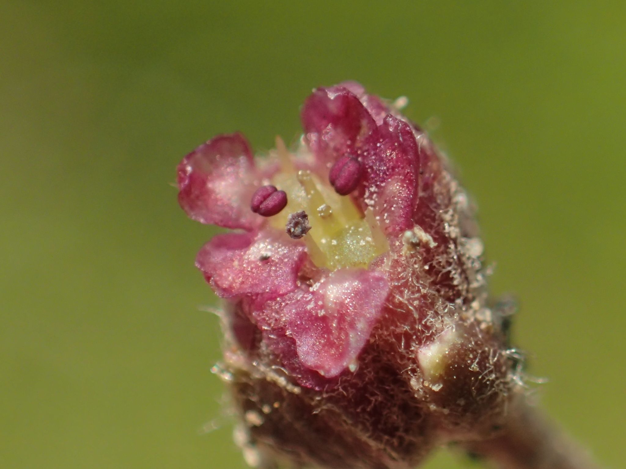 Centella asiatica