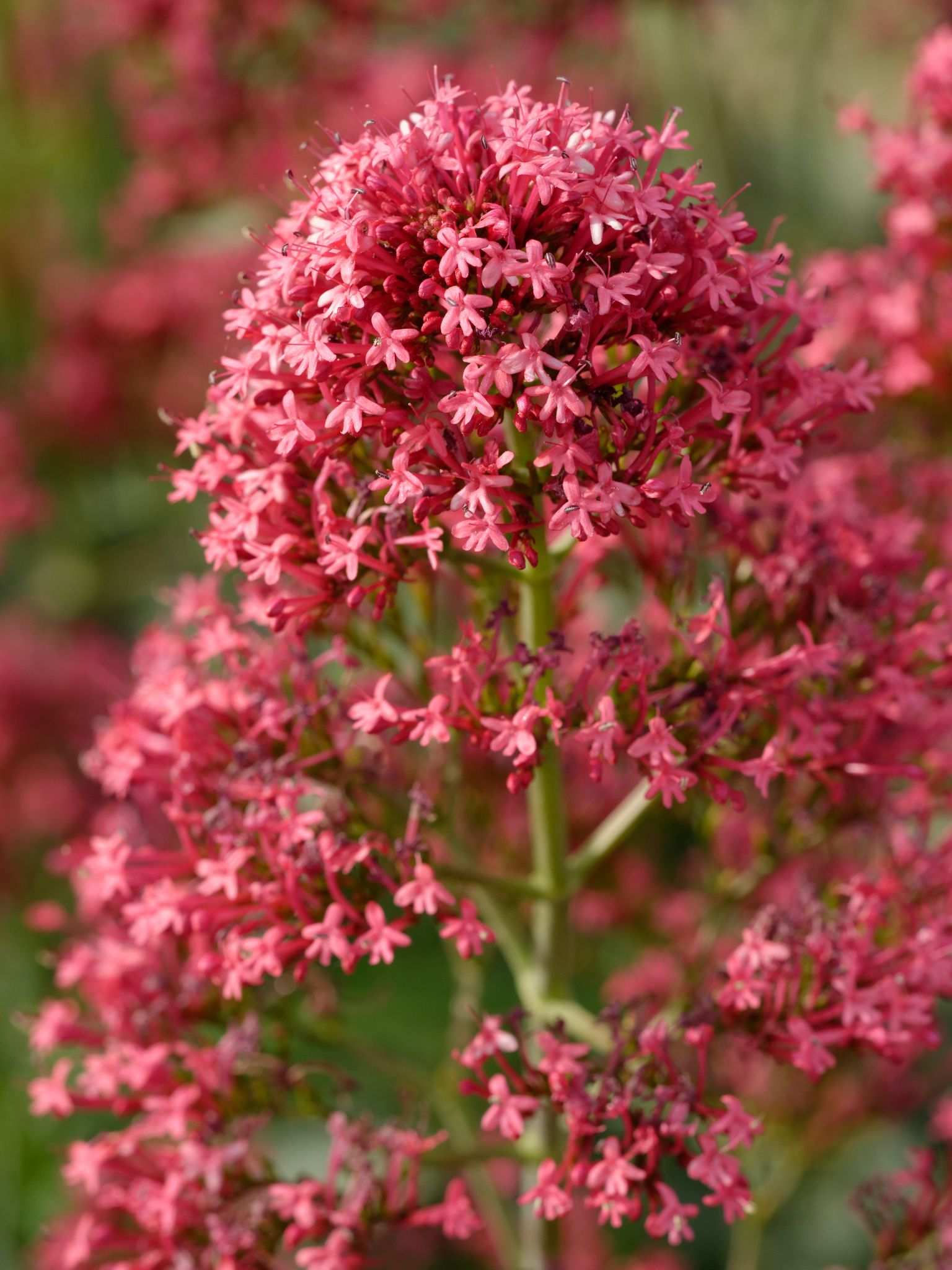 Centranthus ruber