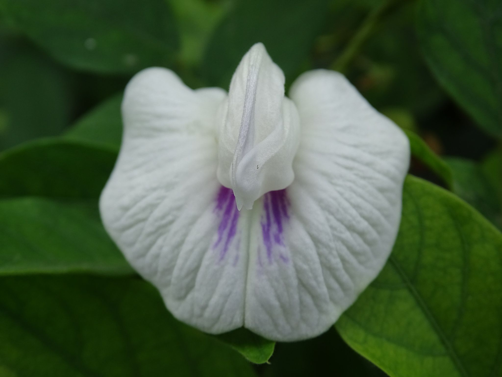 Centrosema pubescens
