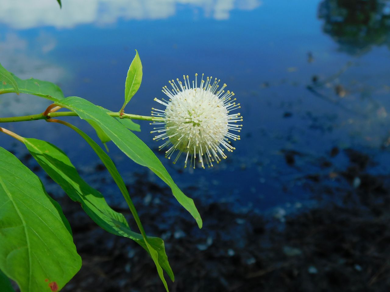 Cephalanthus occidentalis