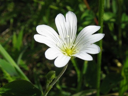 Cerastium arvense