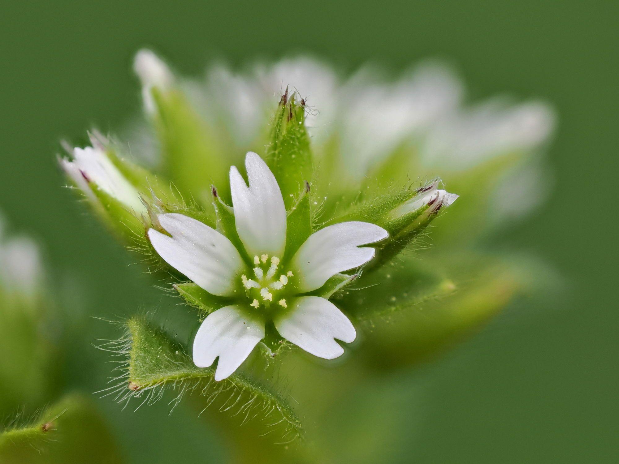 Cerastium glomeratum