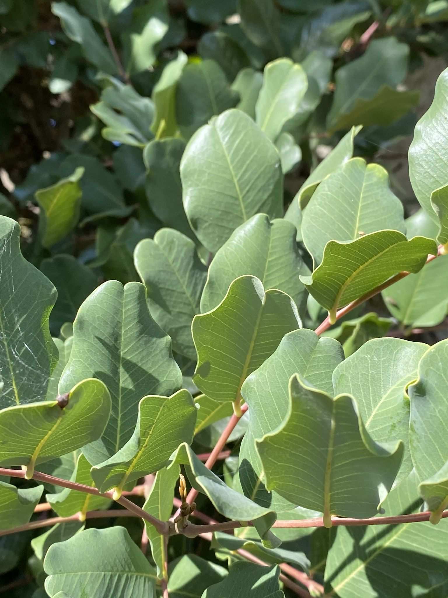 Ceratonia siliqua
