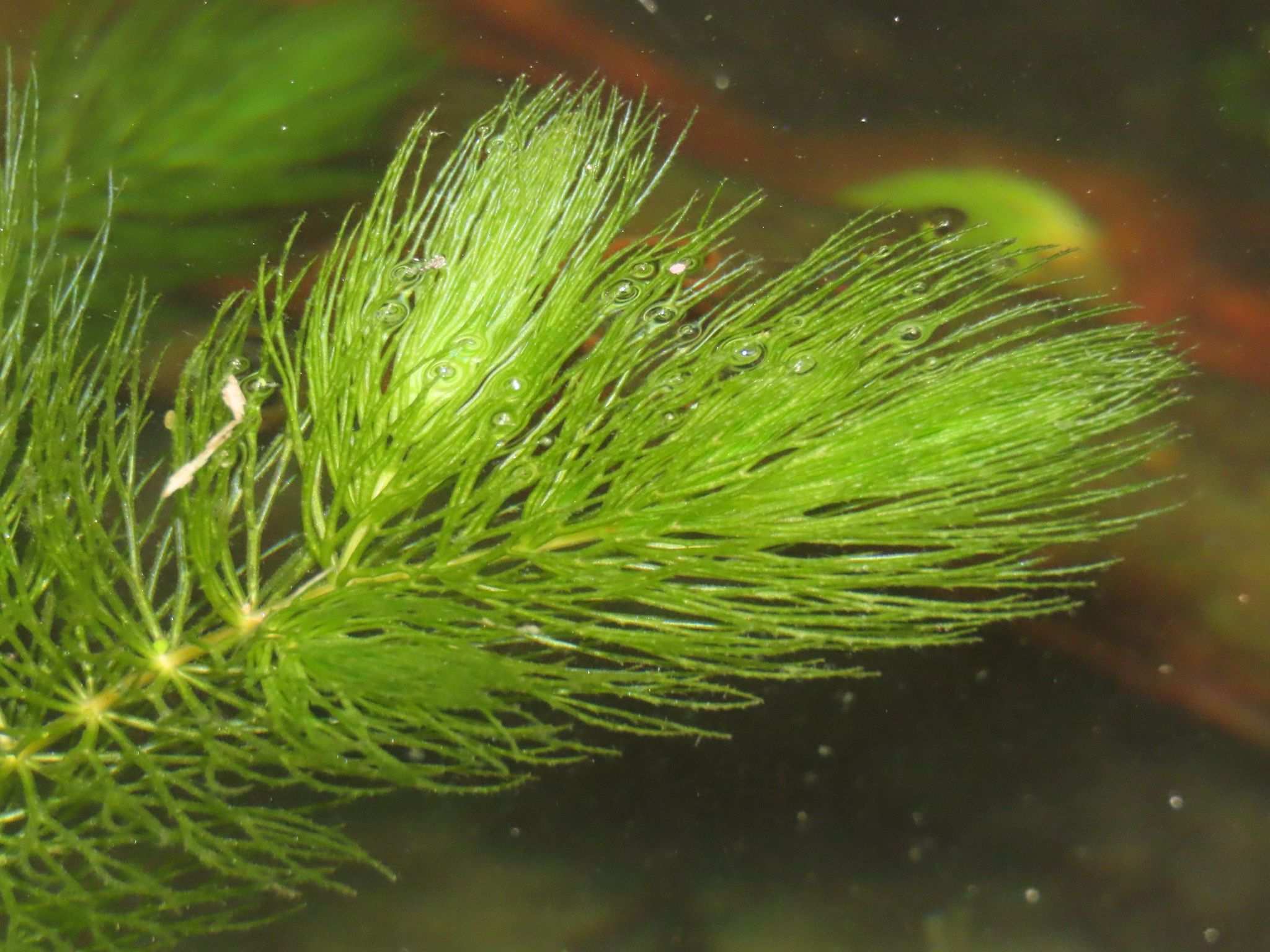 Ceratophyllum demersum