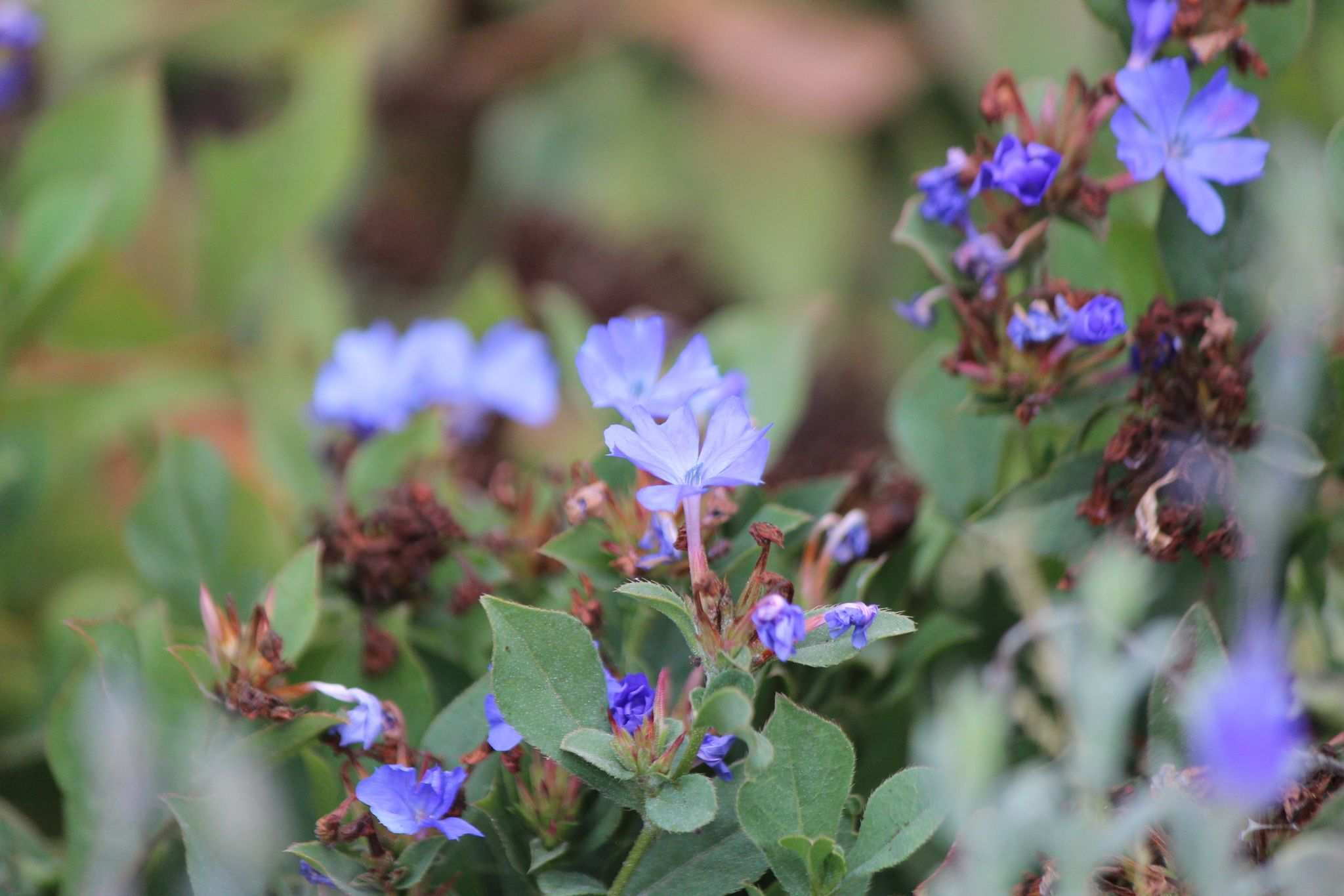 Ceratostigma willmottianum