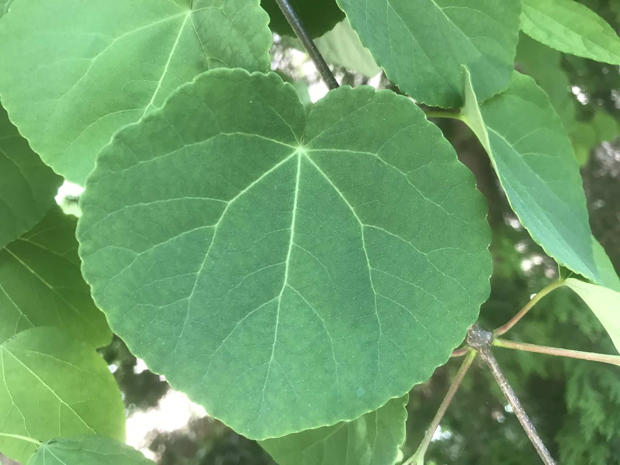 Cercidiphyllum