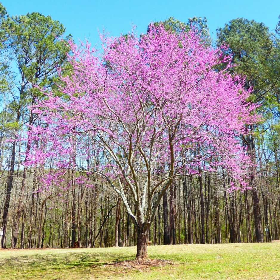 Cercis canadensis