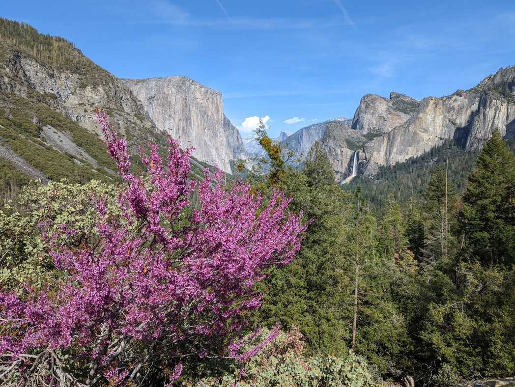 Cercis occidentalis