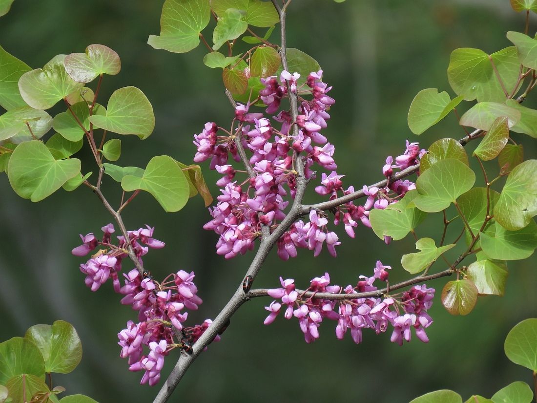 Cercis siliquastrum