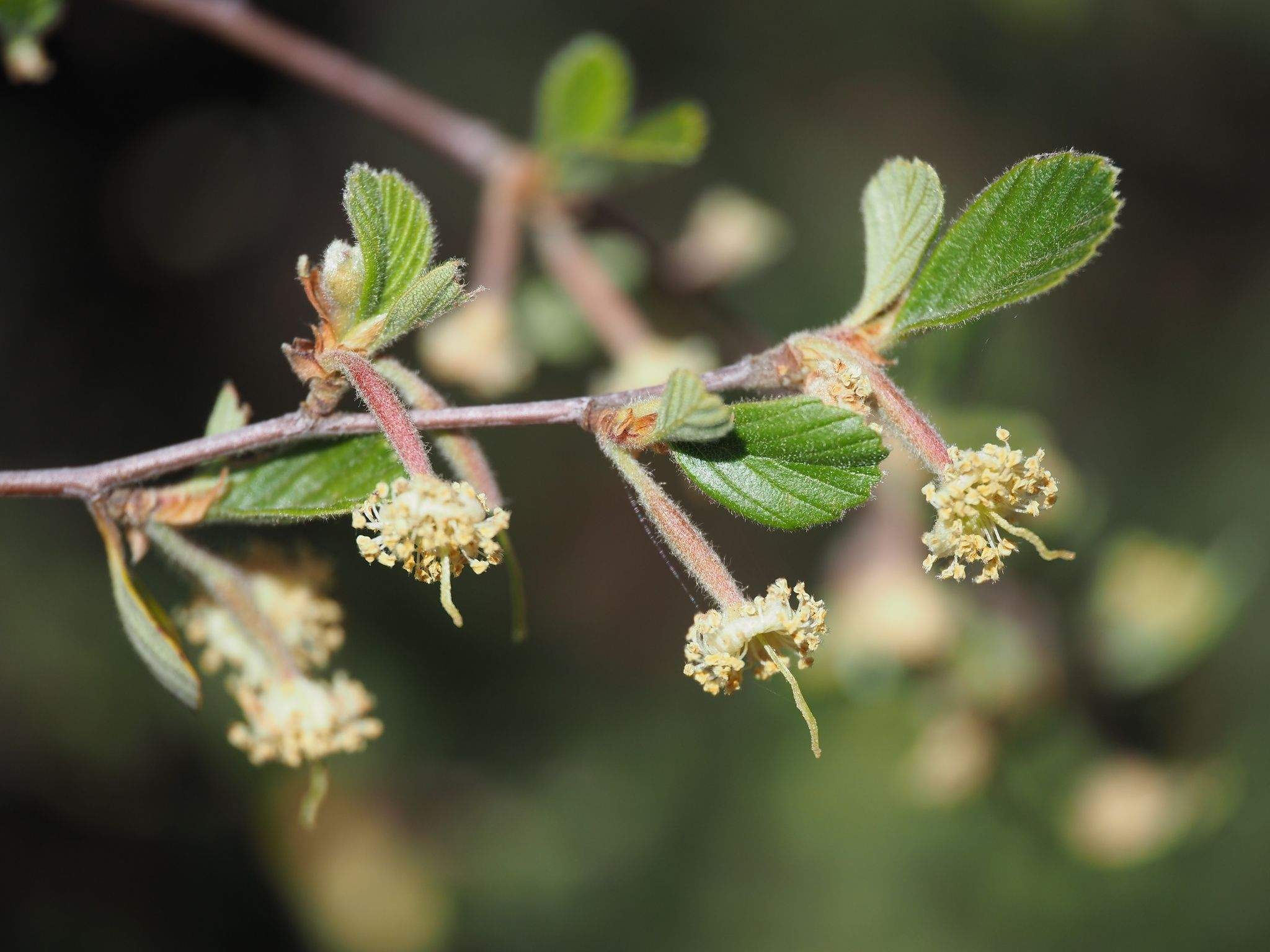Cercocarpus betuloides