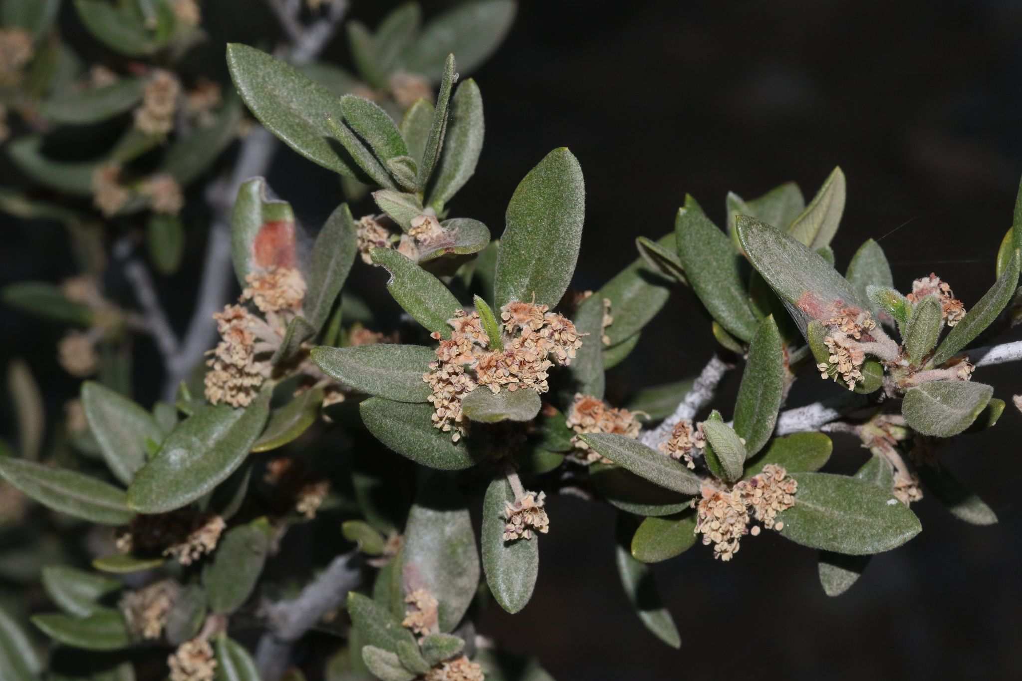 Cercocarpus ledifolius