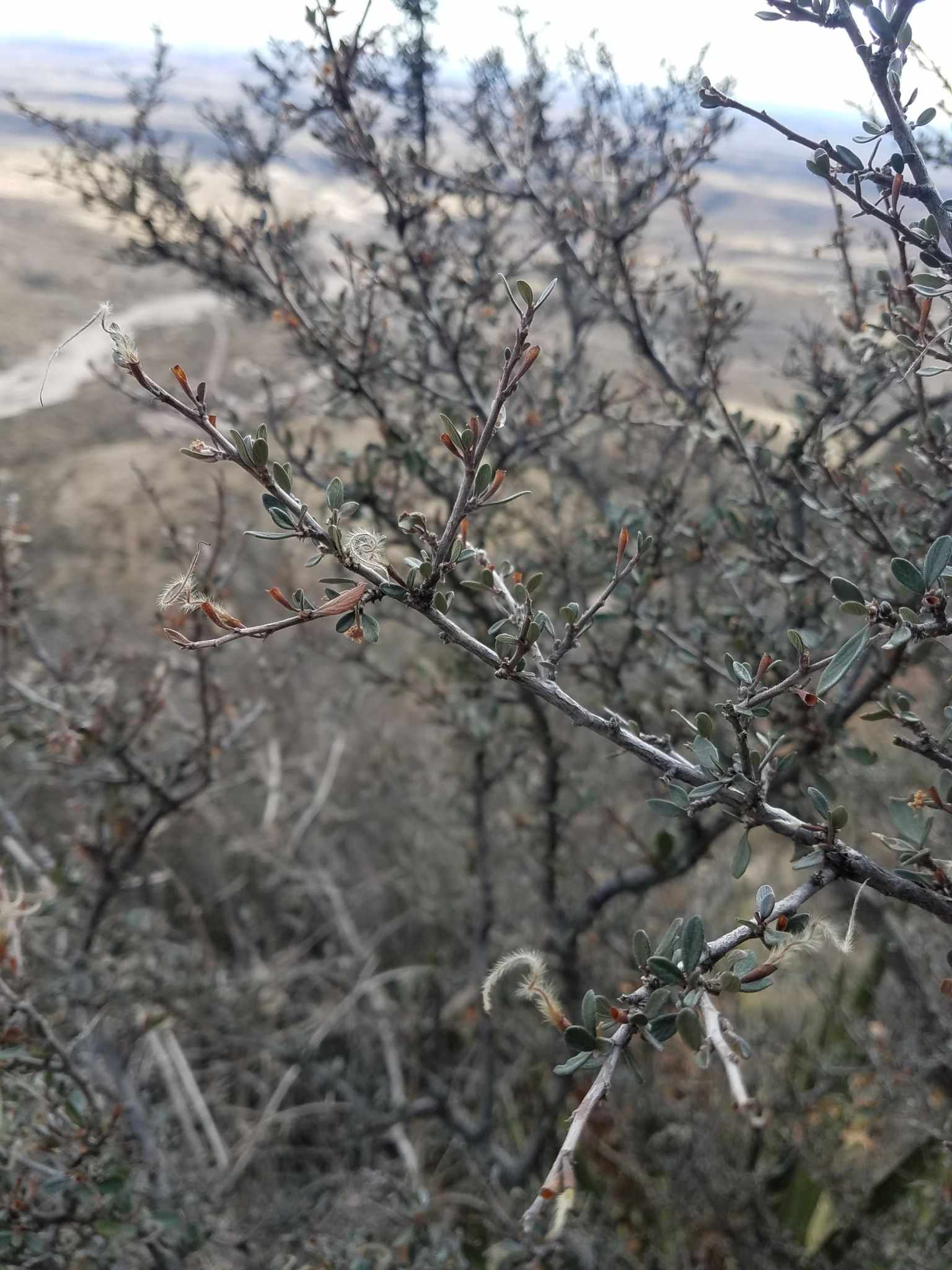 Cercocarpus montanus