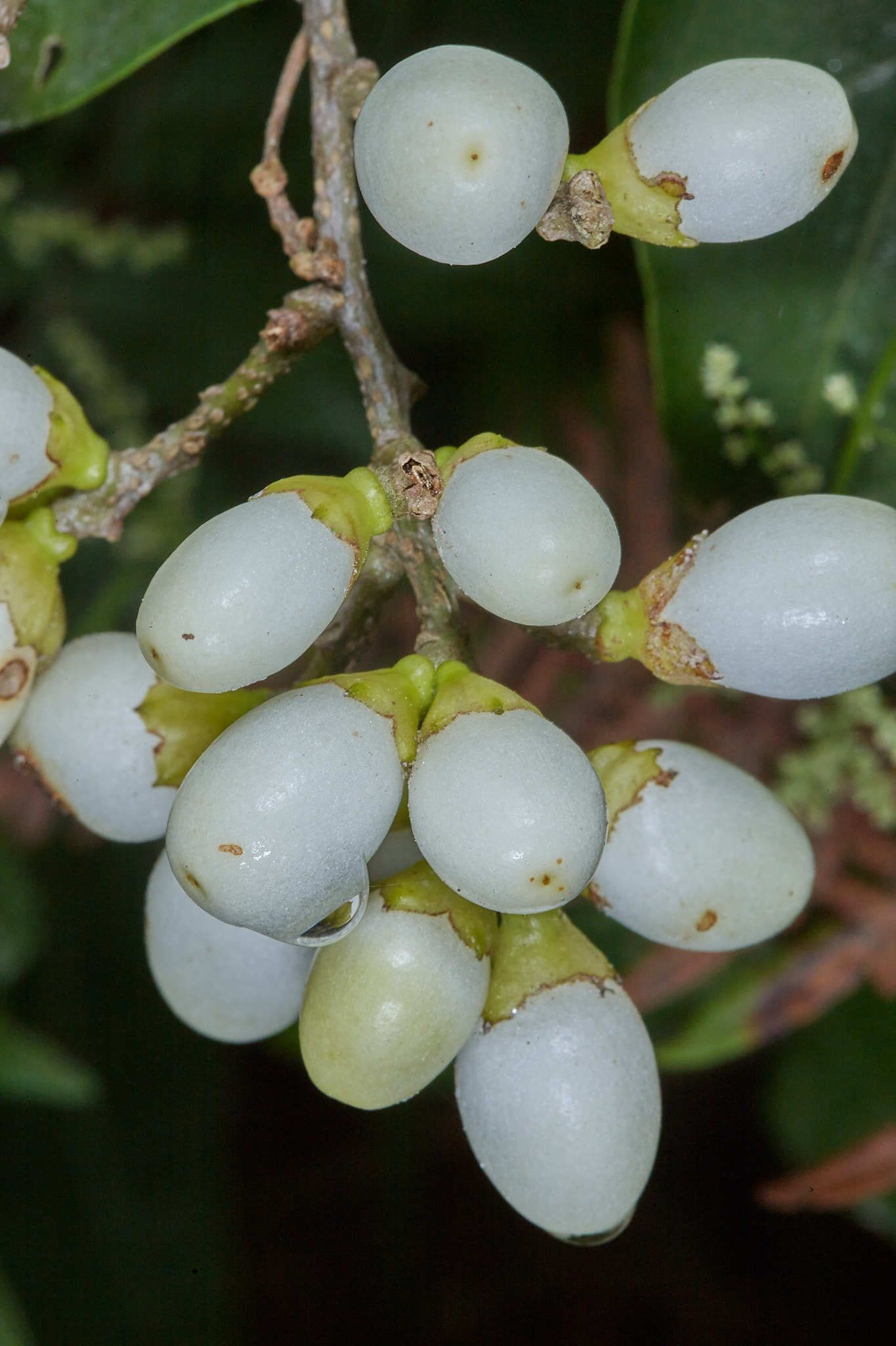 Cestrum aurantiacum
