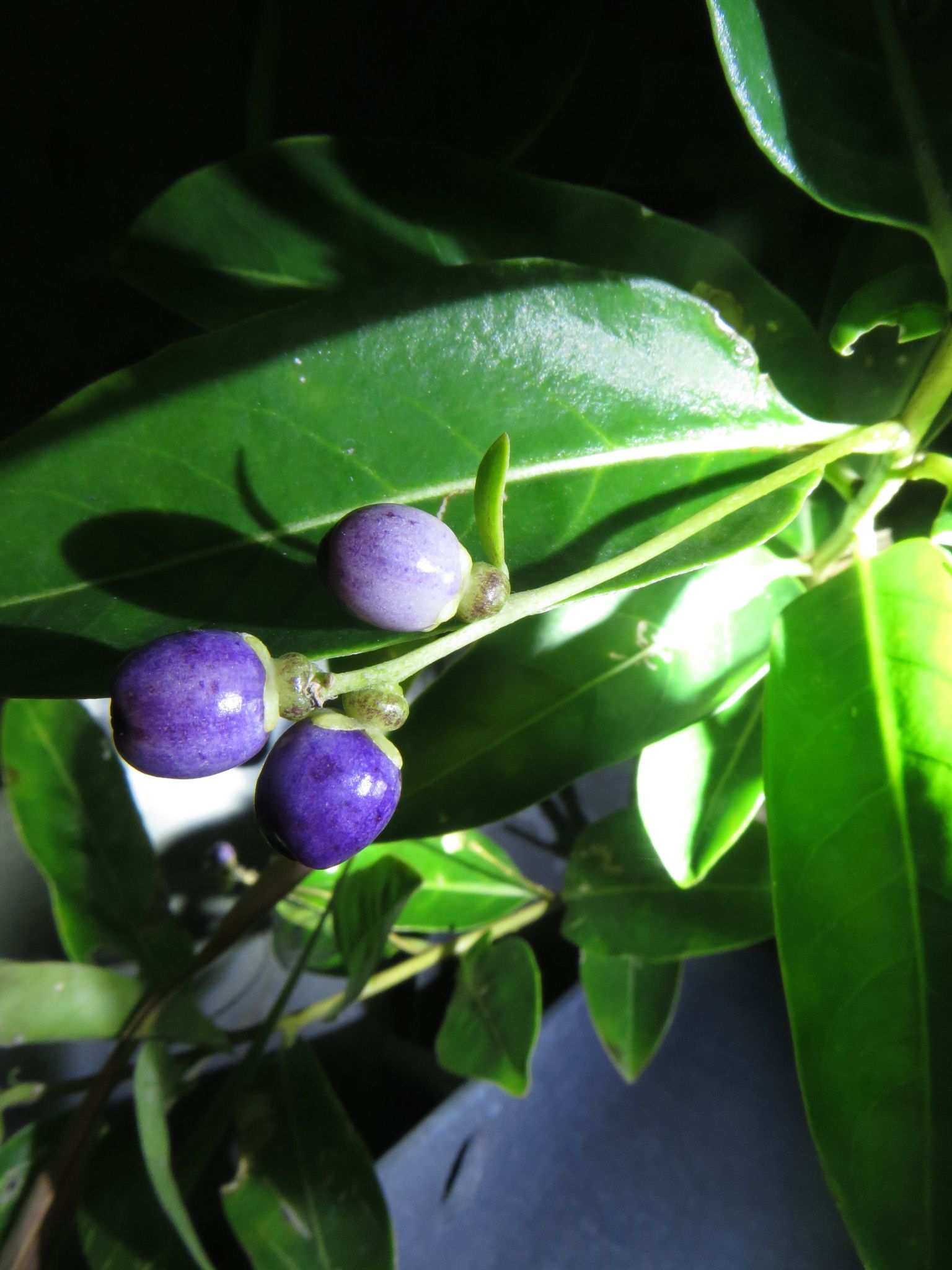 Cestrum diurnum