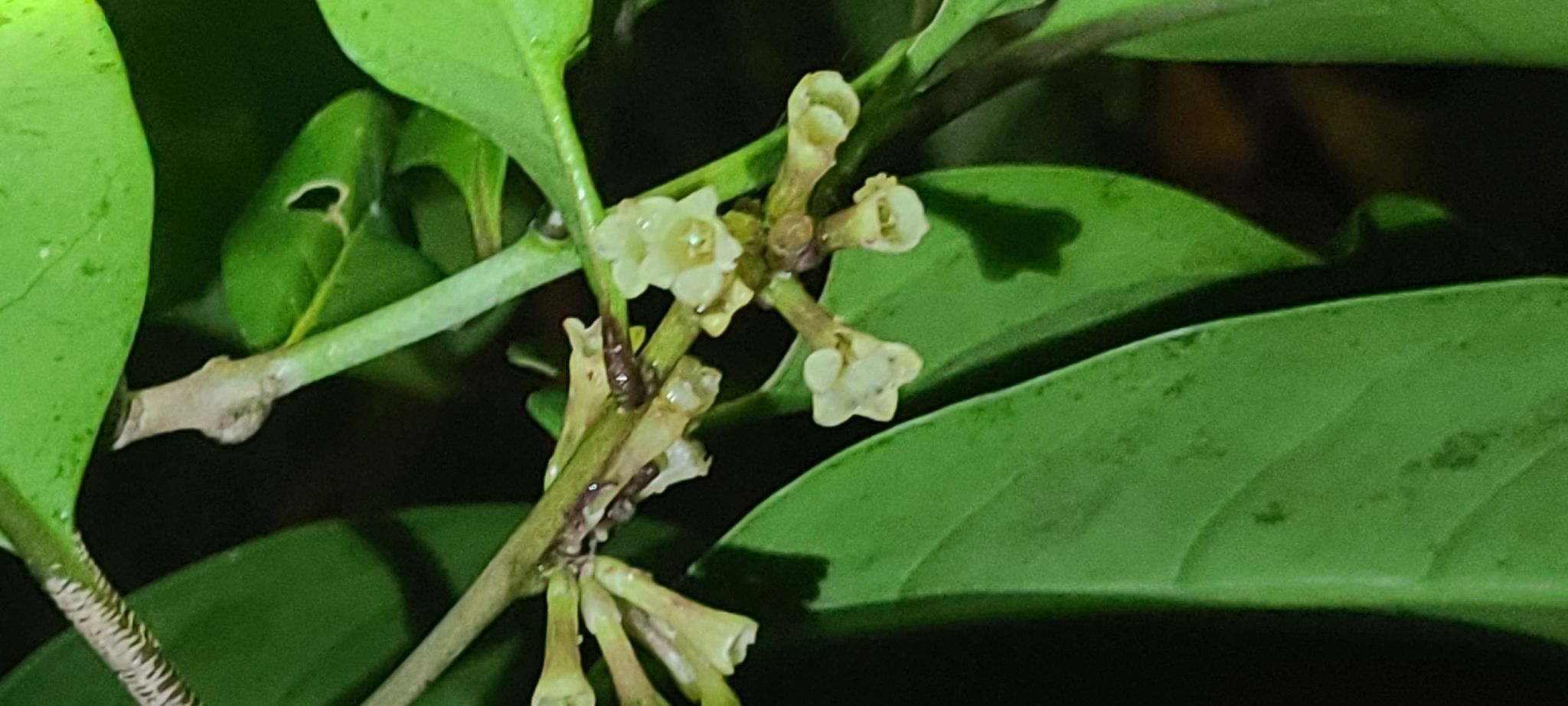 Cestrum macrophyllum
