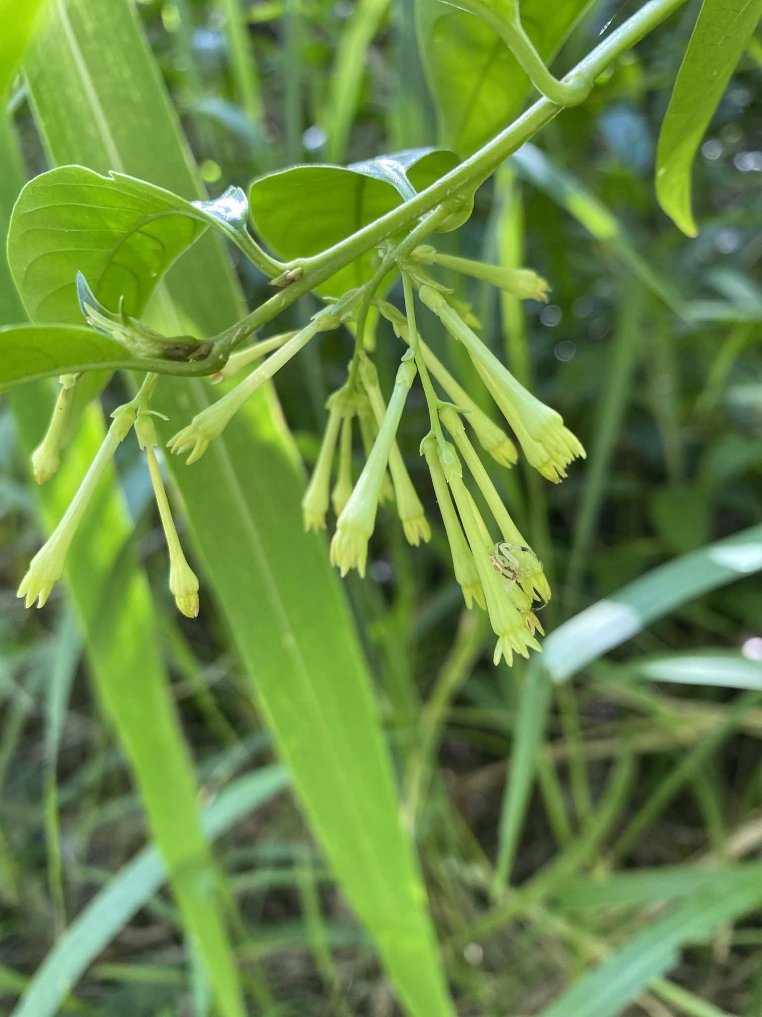 Cestrum nocturnum