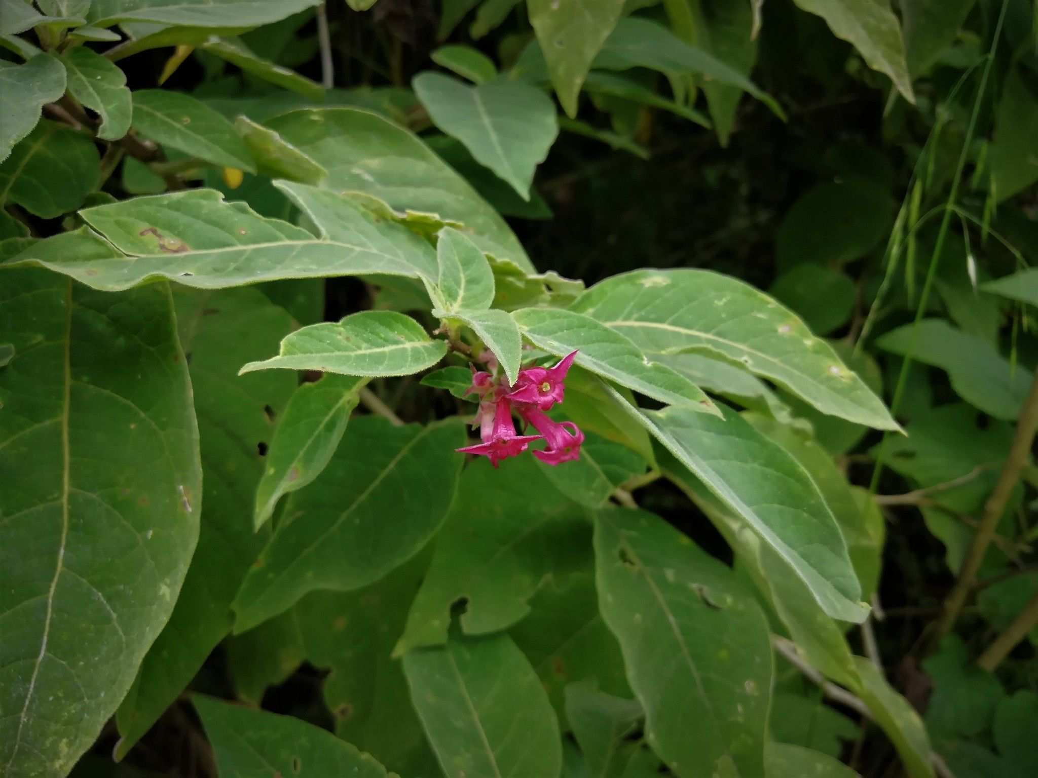Cestrum roseum