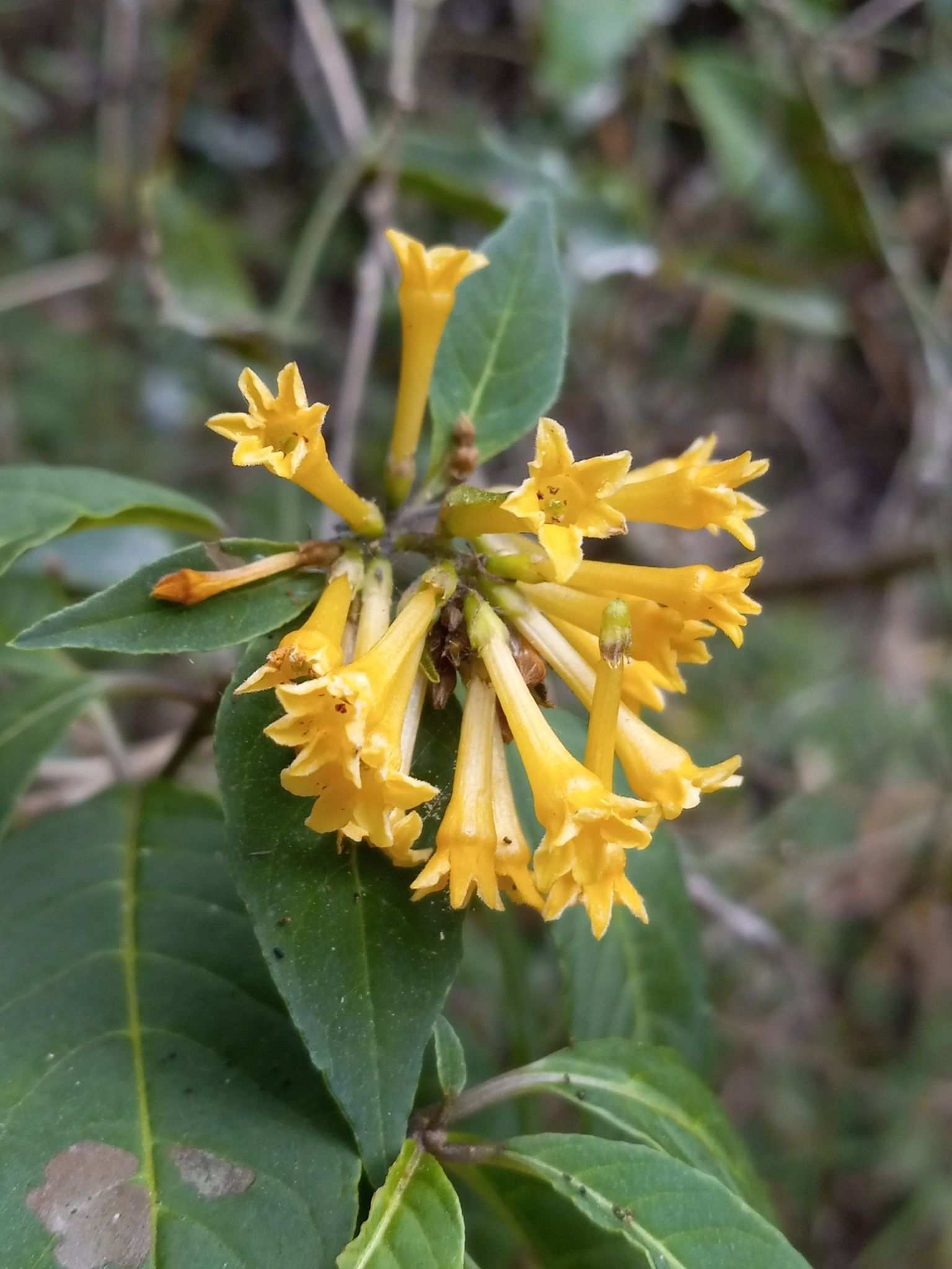 Cestrum sp.
