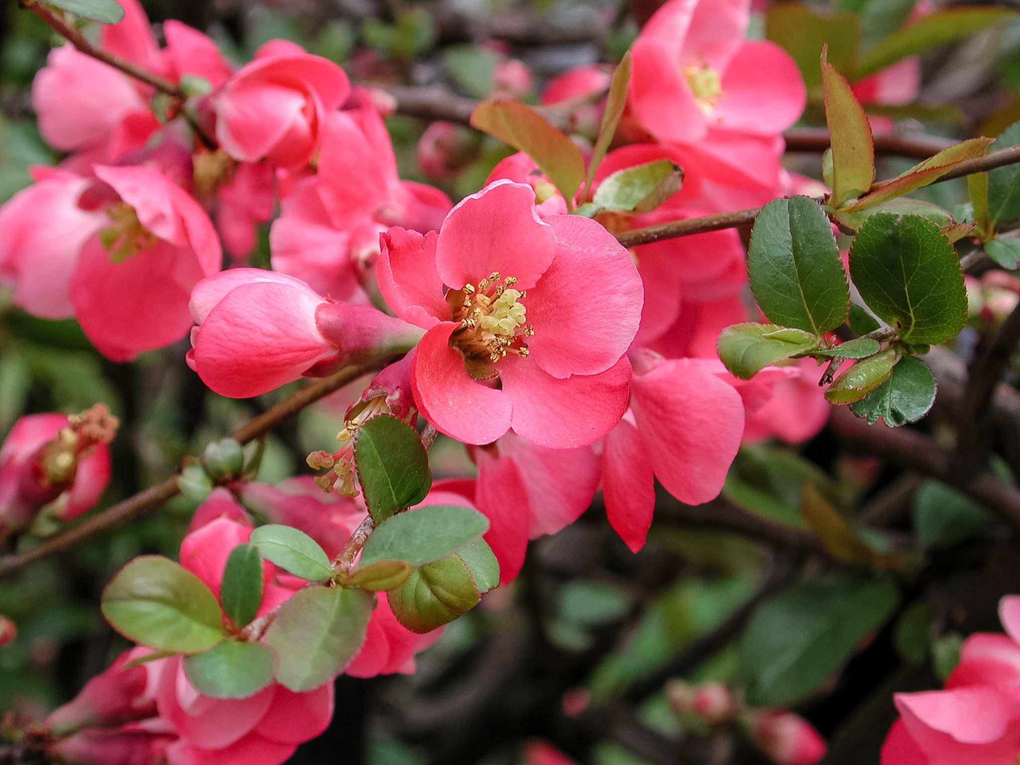 Chaenomeles