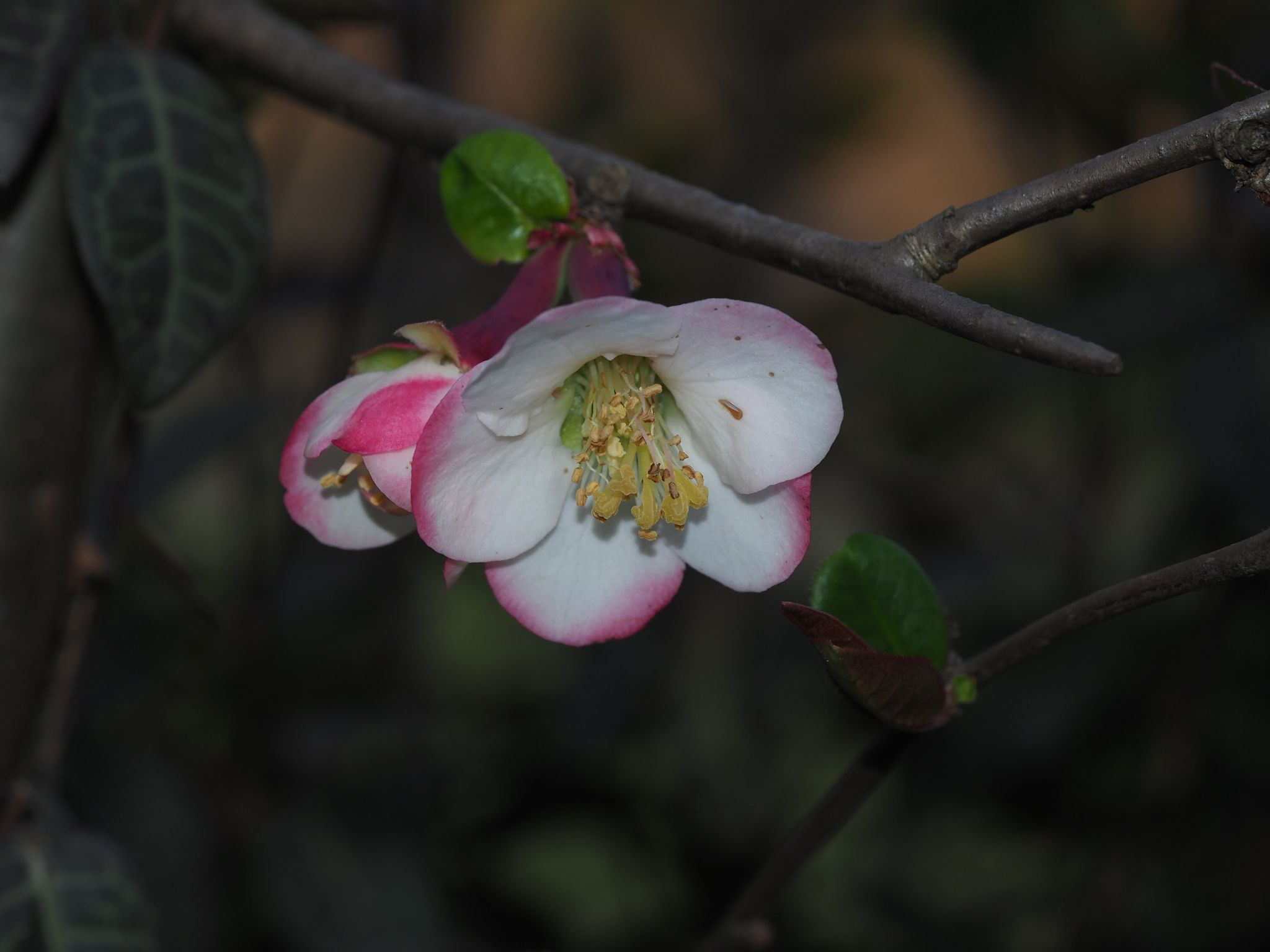 Chaenomeles cathayensis