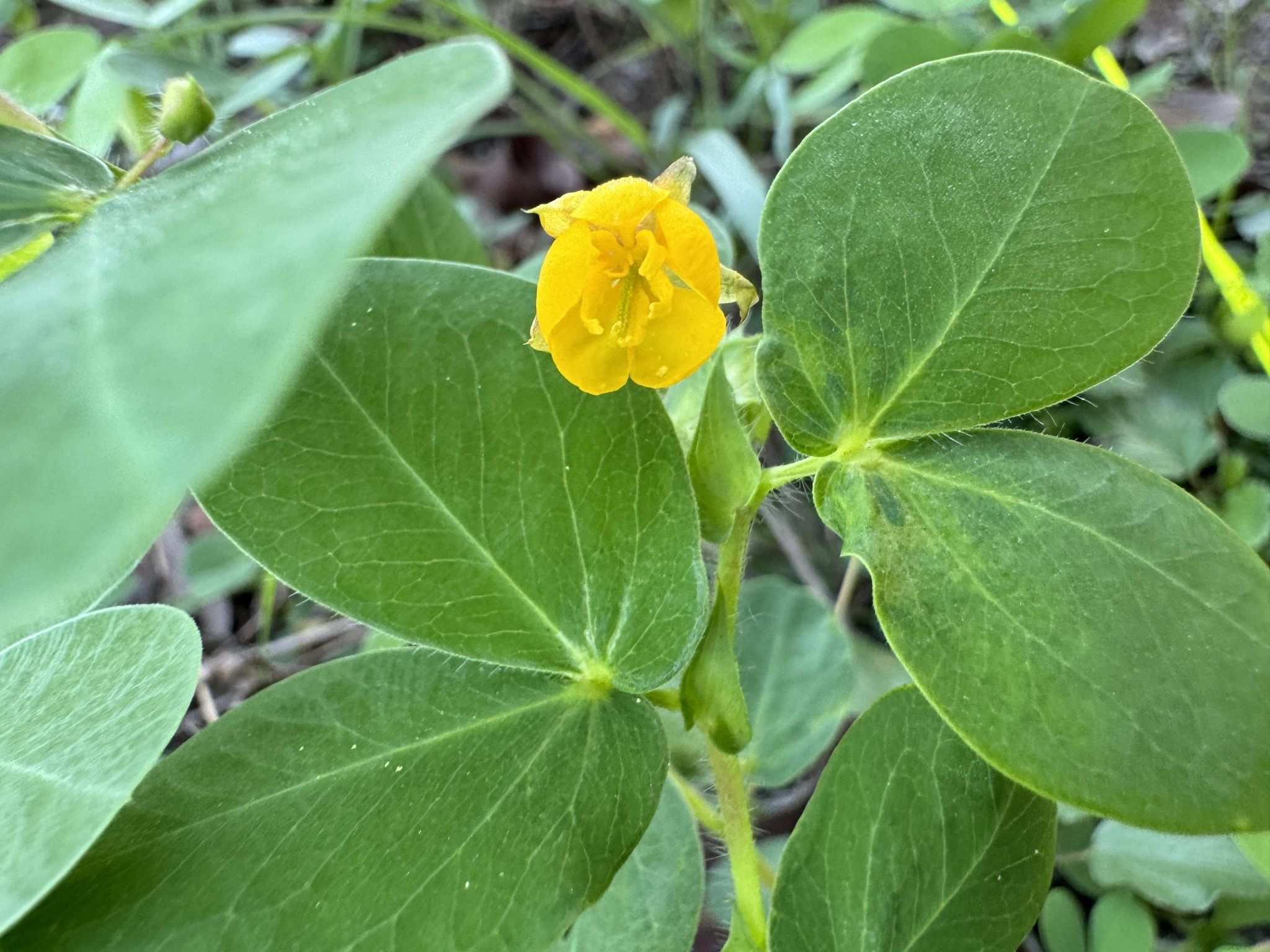 Chamaecrista rotundifolia