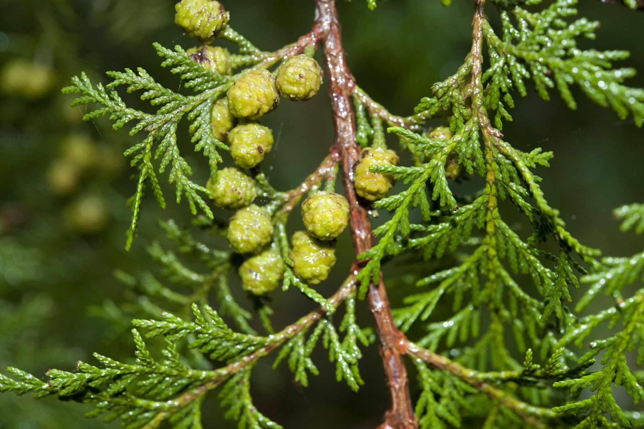 Chamaecyparis formosensis
