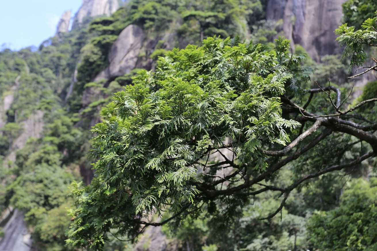 Chamaecyparis hodginsii
