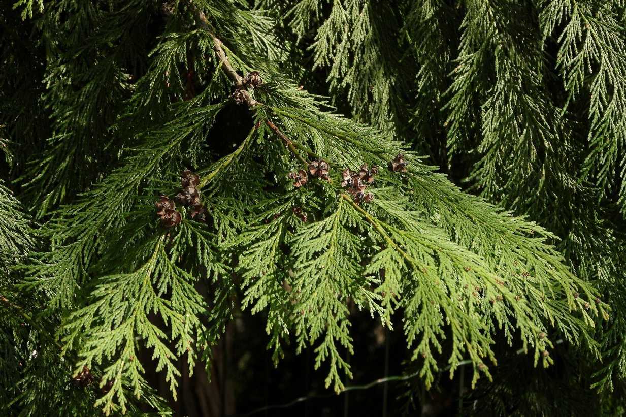 Chamaecyparis lawsoniana