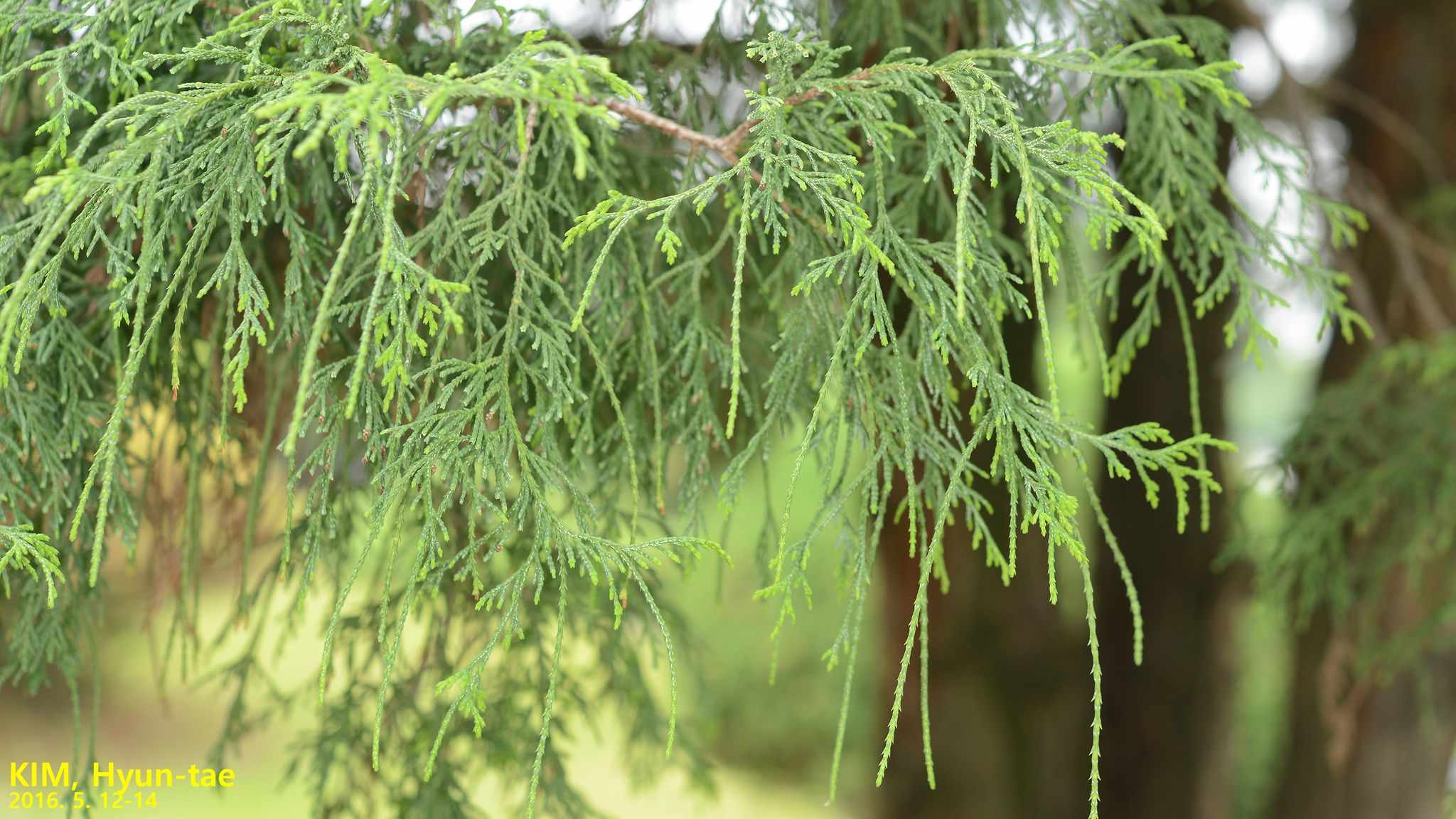 Chamaecyparis pisifera