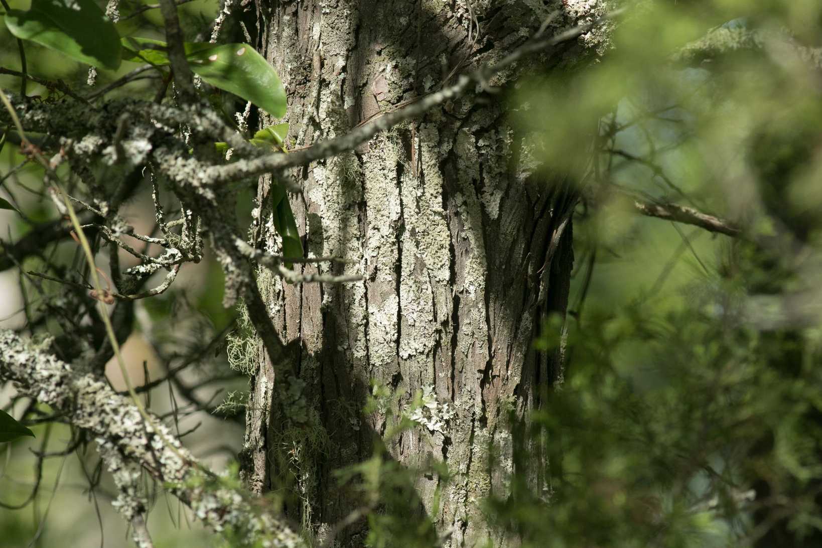 Chamaecyparis thyoides
