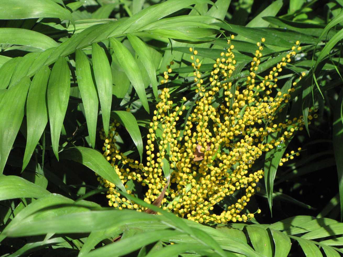 Chamaedorea