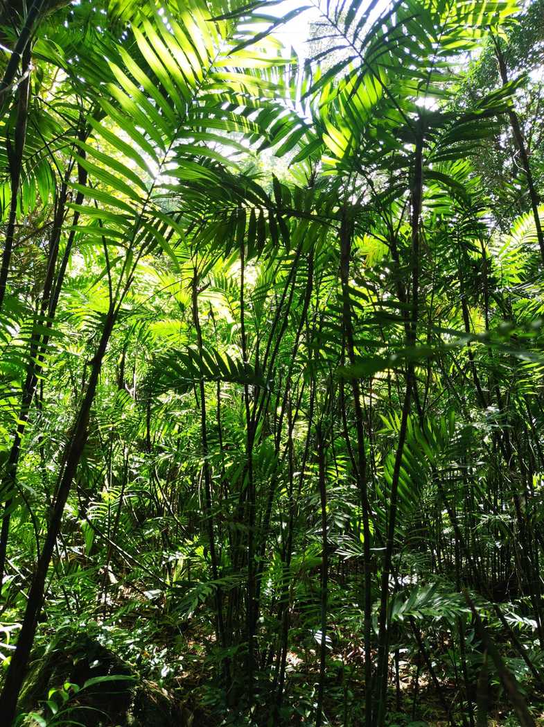 Chamaedorea costaricana