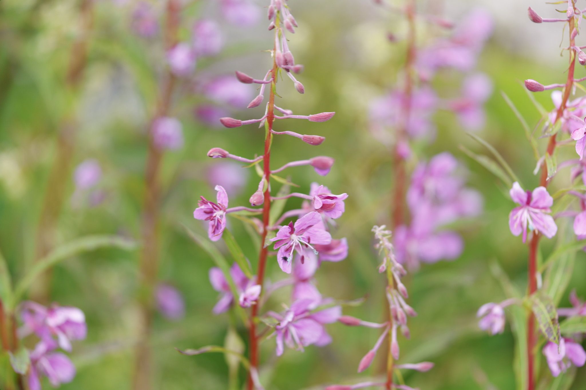 Chamaenerion angustifolium
