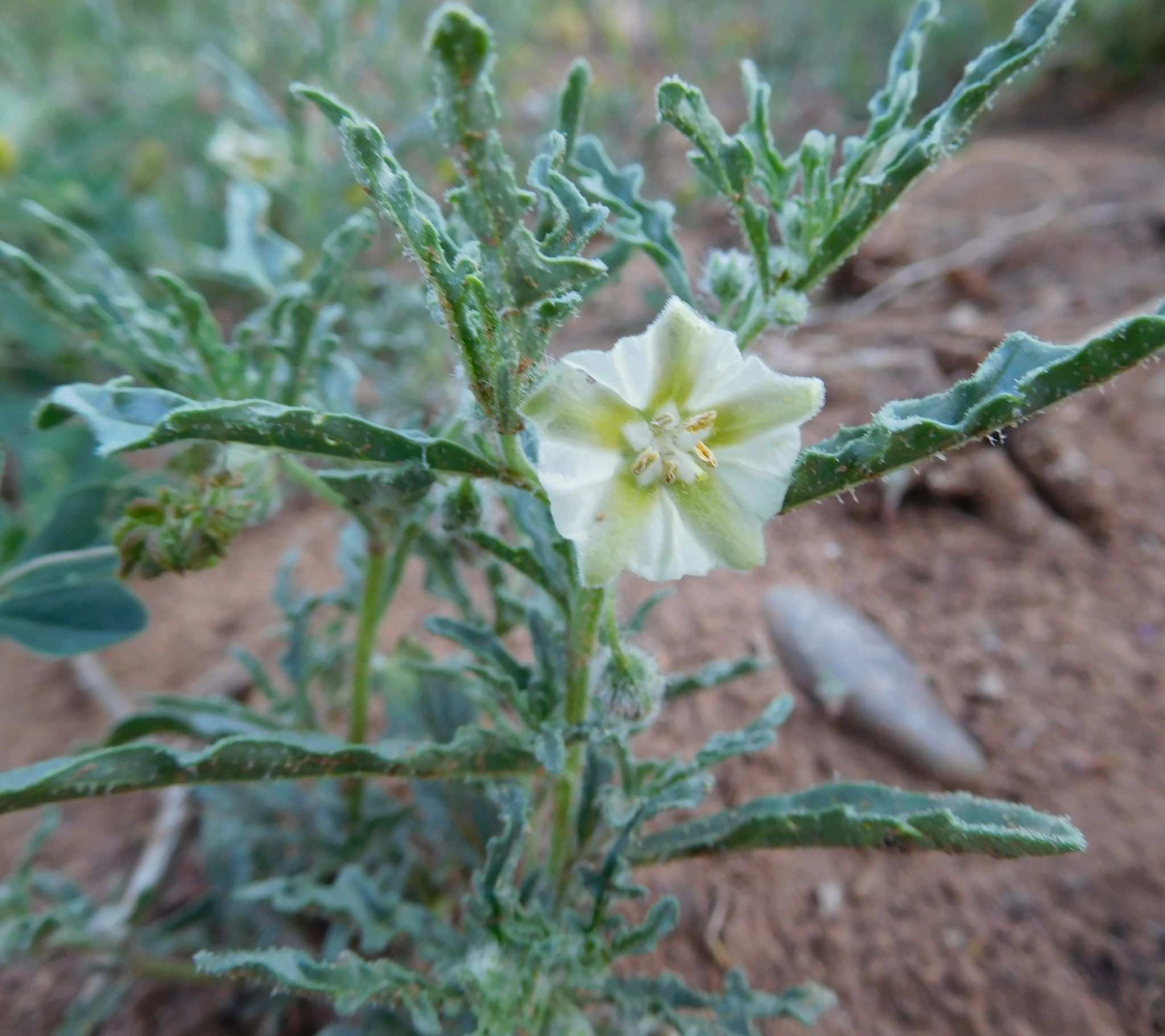 Chamaesaracha coronopus