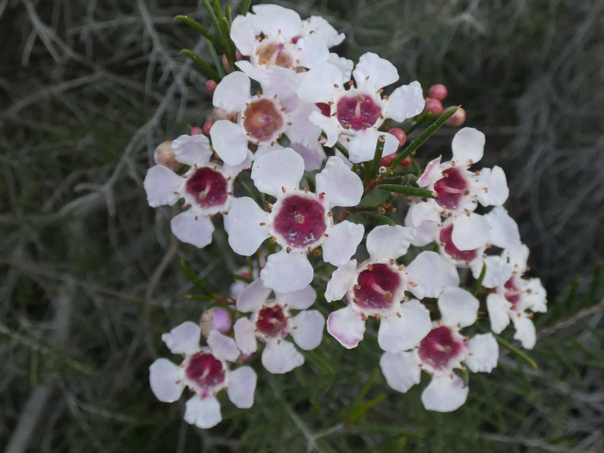 Chamelaucium uncinatum