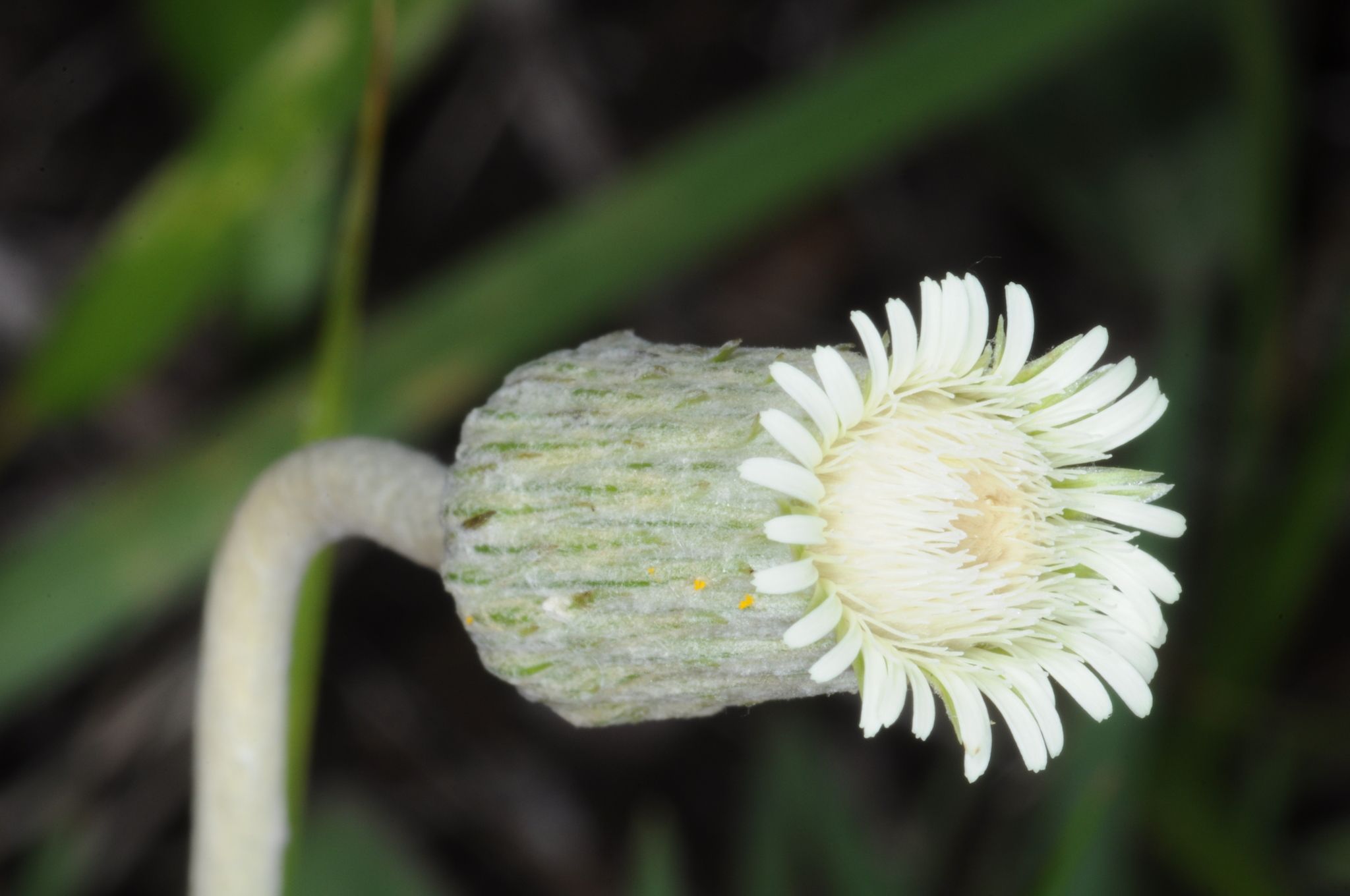 Chaptalia nutans