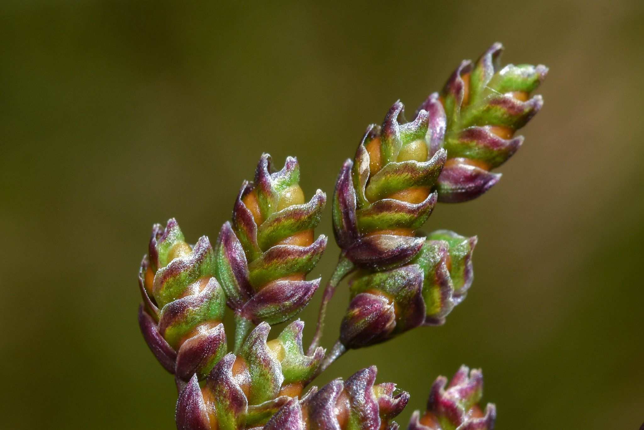 Chascolytrum lamarckianum