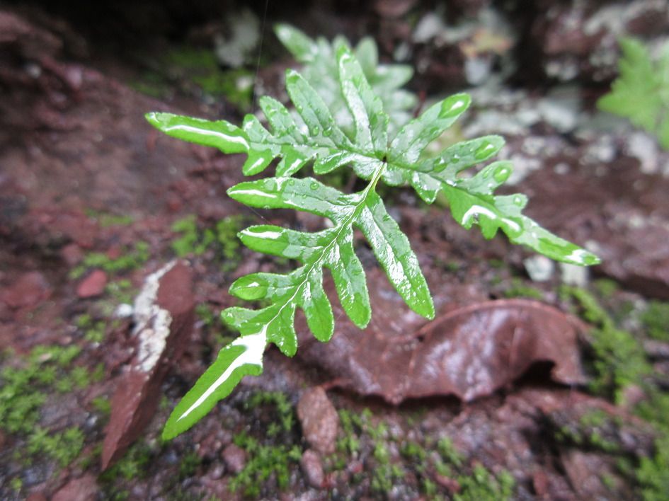 Cheilanthes argentea