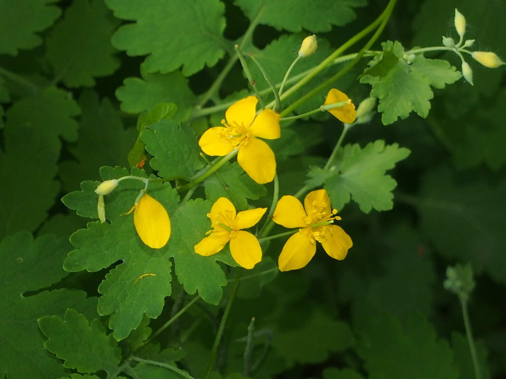 Chelidonium majus