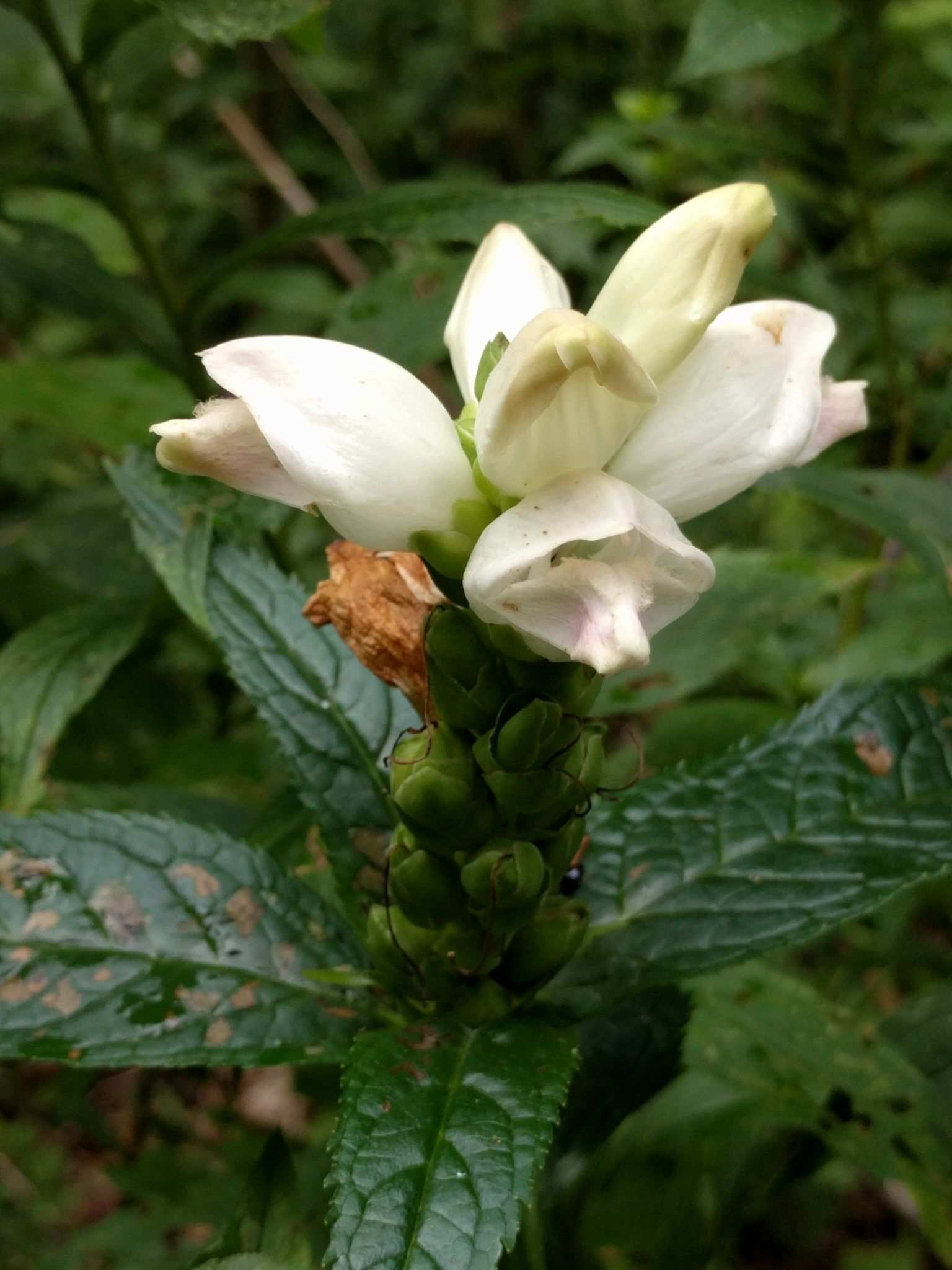 Chelone glabra