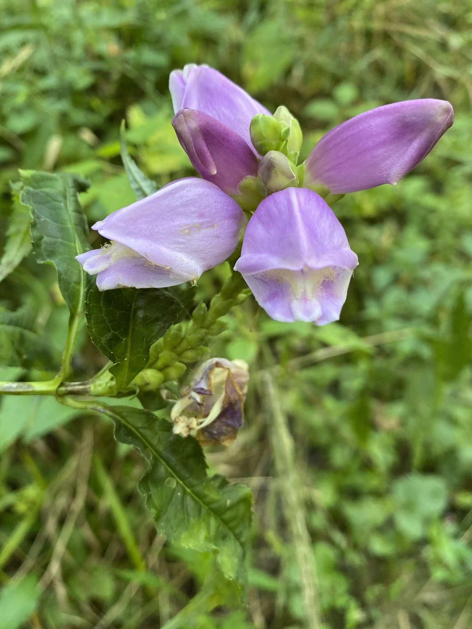 Chelone sp.