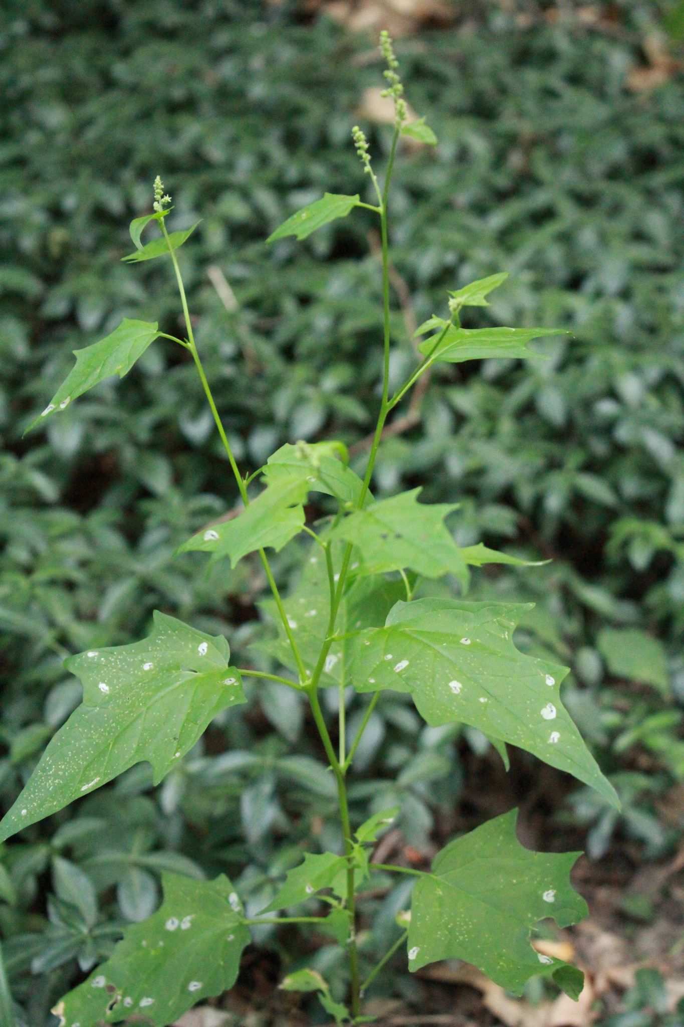 Chenopodiastrum hybridum