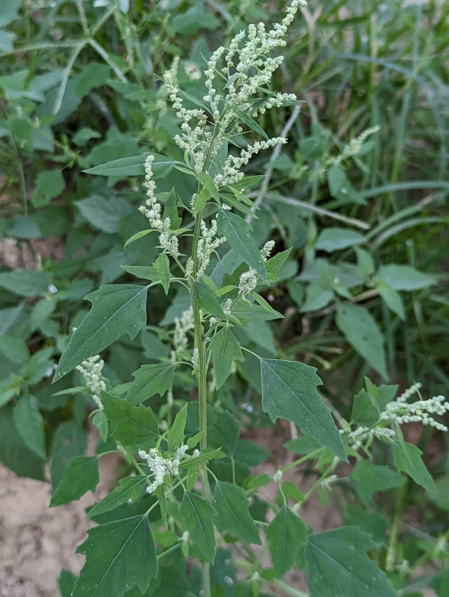 Chenopodium