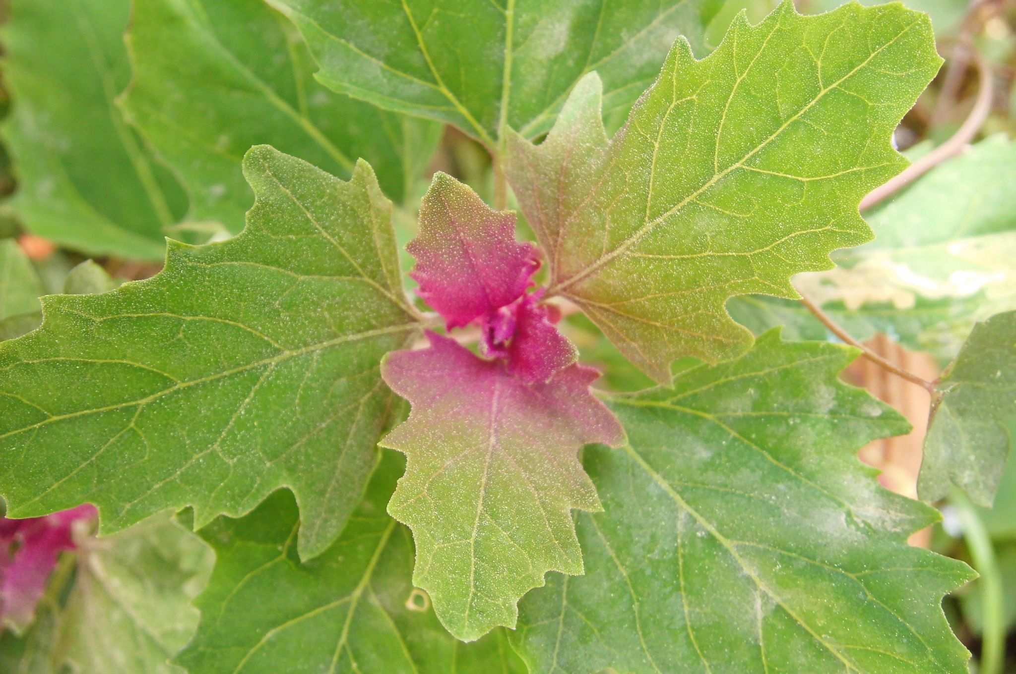 Chenopodium giganteum