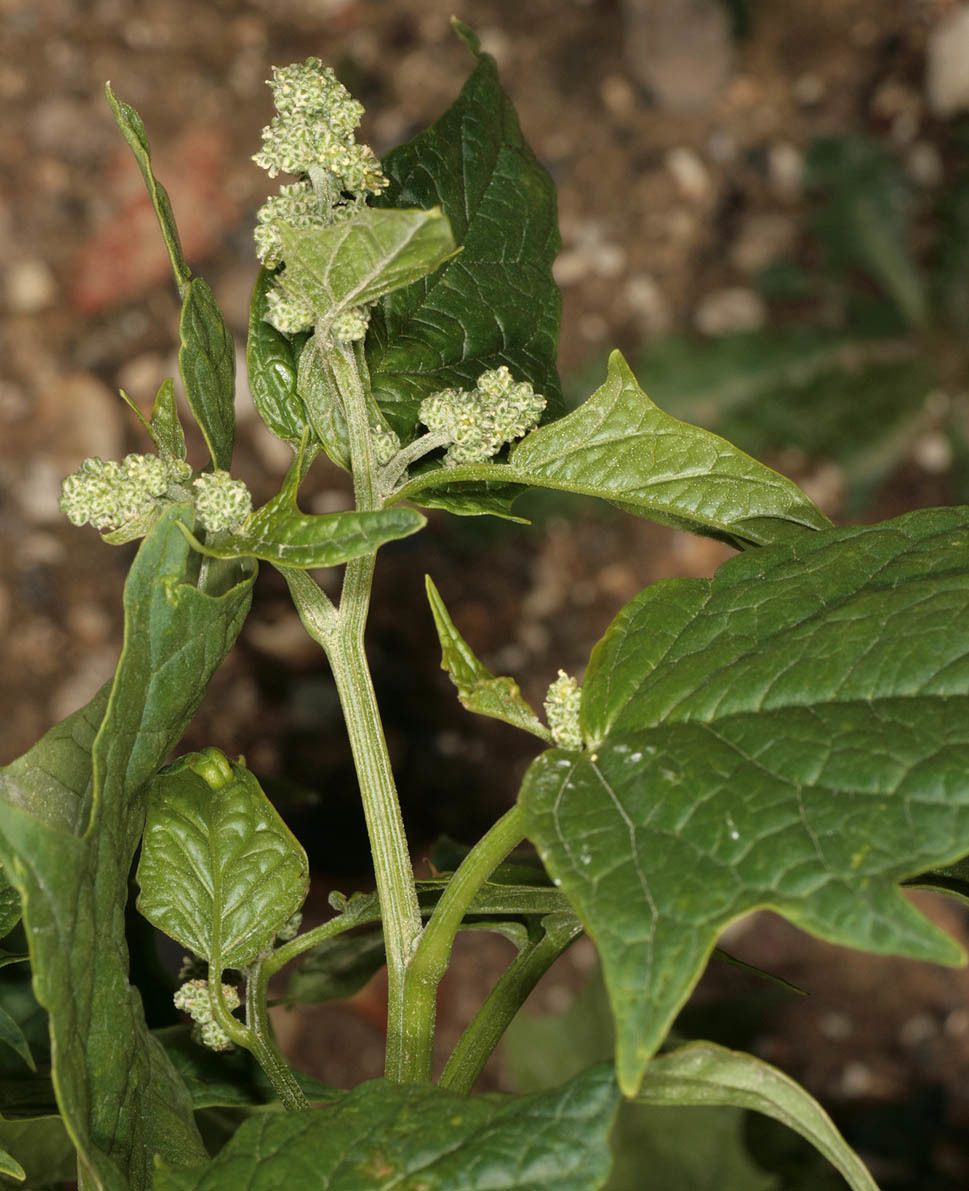 Chenopodium gigantospermum