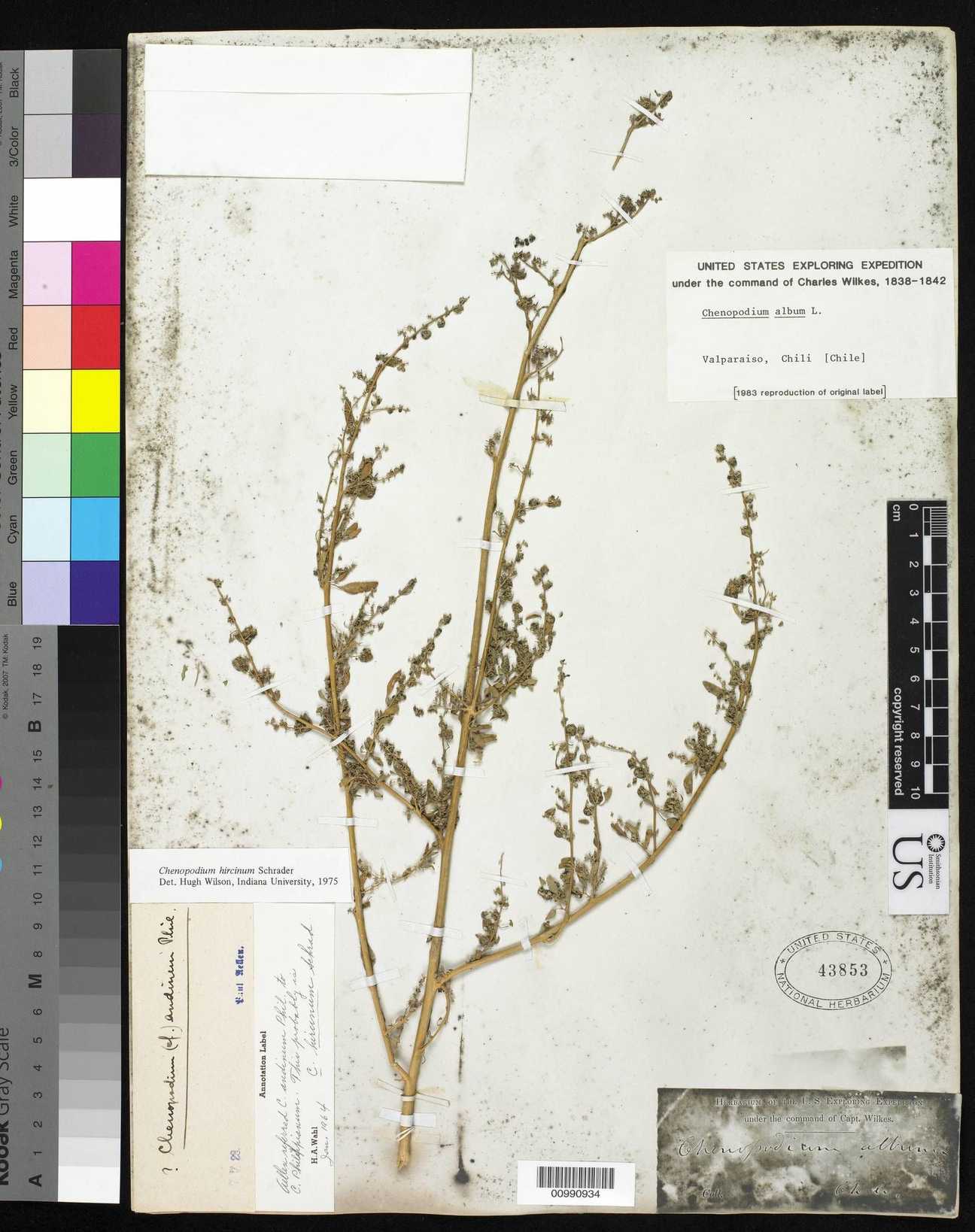 Chenopodium hircinum