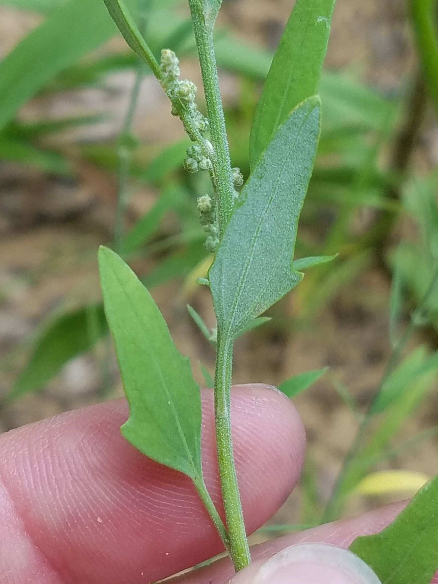 Chenopodium leptophyllum